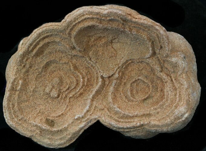Flower-Like Sandstone Concretion - Pseudo Stromatolite #34199